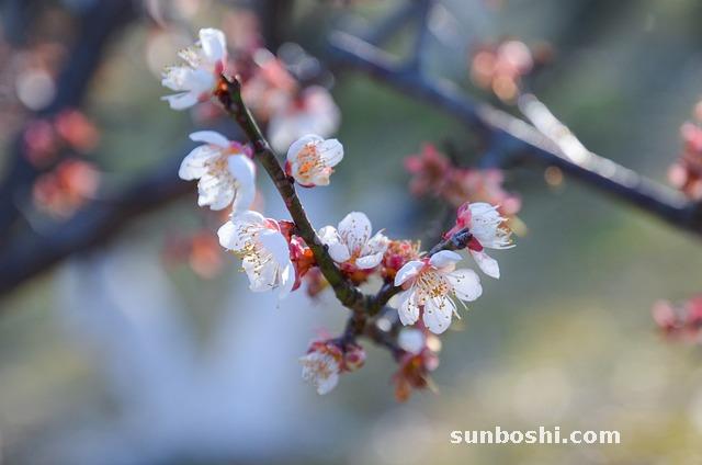 綠萼梅的功效與作用-中藥綠萼梅-綠萼梅花-綠萼梅花名-綠萼梅花泡茶