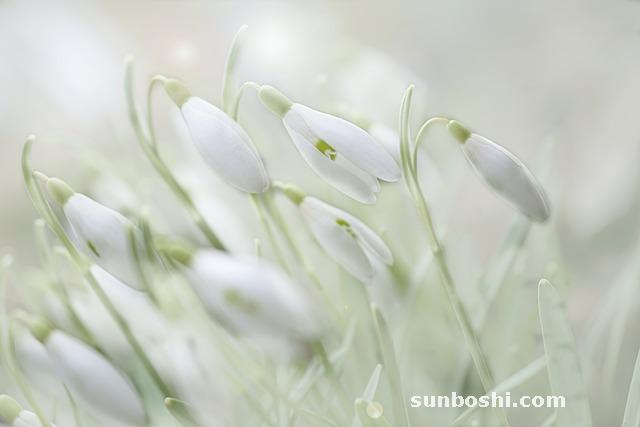 源樂餐粉功效與作用