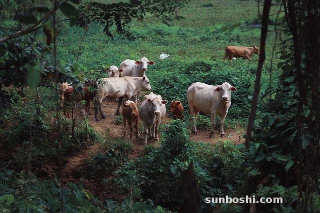 夢見牛犢-夢見小牛犢-夢見生牛犢