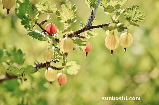 醋泡蛋液的功效與作用