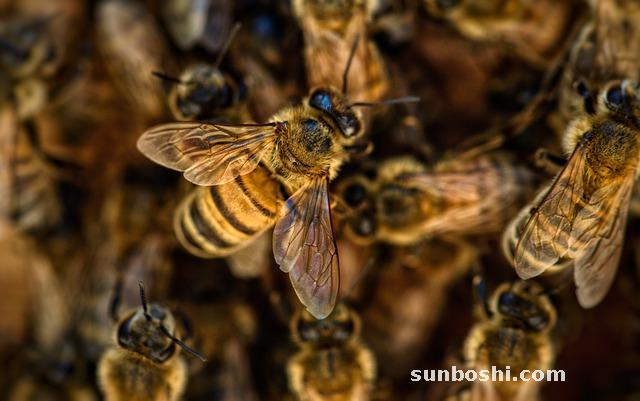 蜂花粉的作用與功效-蜜蜂花粉-喝蜂花粉-油菜蜂花粉-茶花蜂花粉