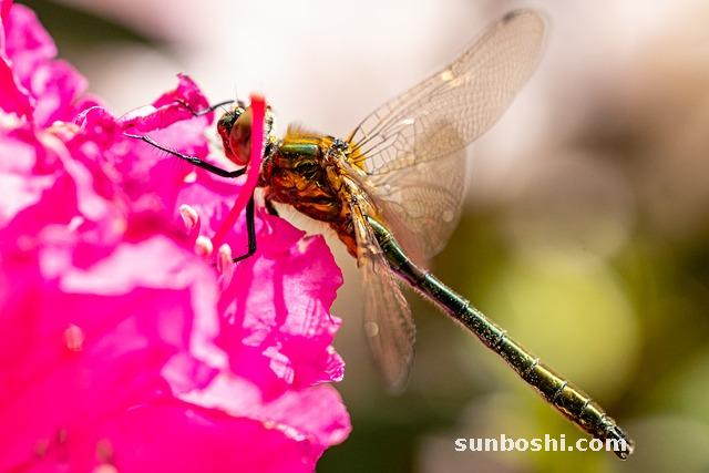 燈心草的功效與作用-燈心草食用方法-麥冬燈心草-中藥燈心草