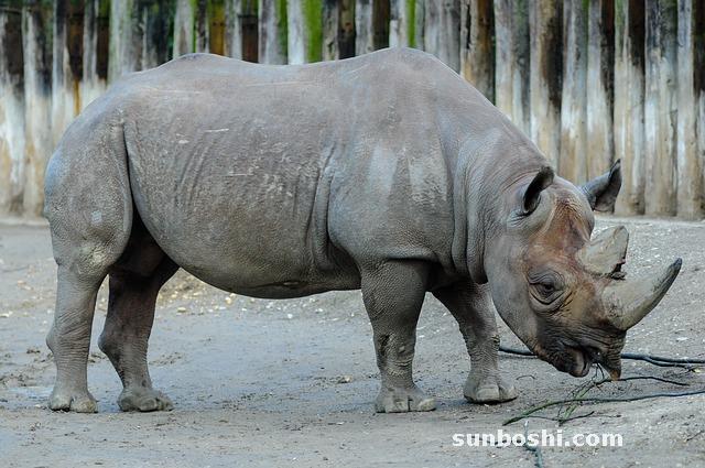 桑椹的功效與作用-桑椹子-桑椹酒-桑椹顆粒-桑椹子干-桑椹泡酒