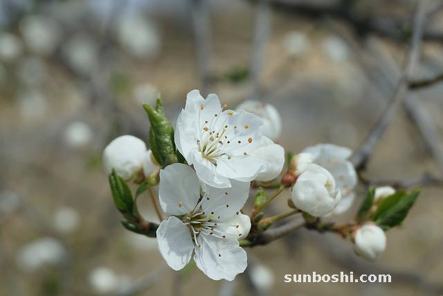 白梅花的功效與作用-白梅花茶-白梅花食用方法
