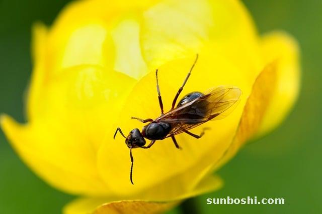 金蓮花的功效與作用-金蓮花茶-金蓮花膠囊-金蓮花片-金蓮花顆粒