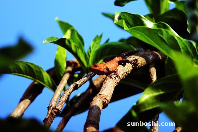 蛤蚧的功效與作用-蛤蚧泡酒-蛤蚧酒-蛤蚧粉-蛤蚧
