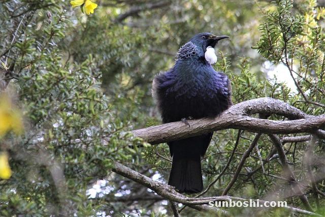 槐樹(shù)的功效與作用-槐樹(shù)花-槐樹(shù)枝-槐樹(shù)籽-槐樹(shù)枝熬水