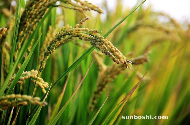 夢見稻子-夢見種稻子-夢見割稻子