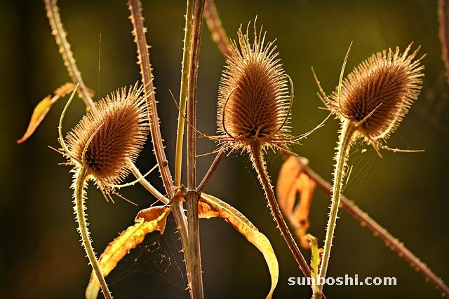 續斷片的功效與作用及禁忌-中藥續斷片功效與作用-續斷片的作用和功效與作用