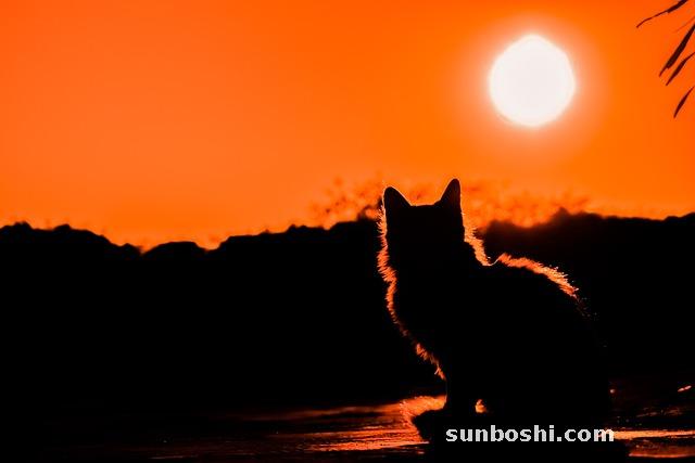 橘普洱茶的功效與作用-柑橘普洱茶的功效與作用-小柑橘普洱茶的功效與作用