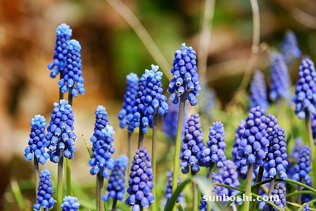 天門冬的功效與作用-天門冬根-天門冬酒-野生天門冬