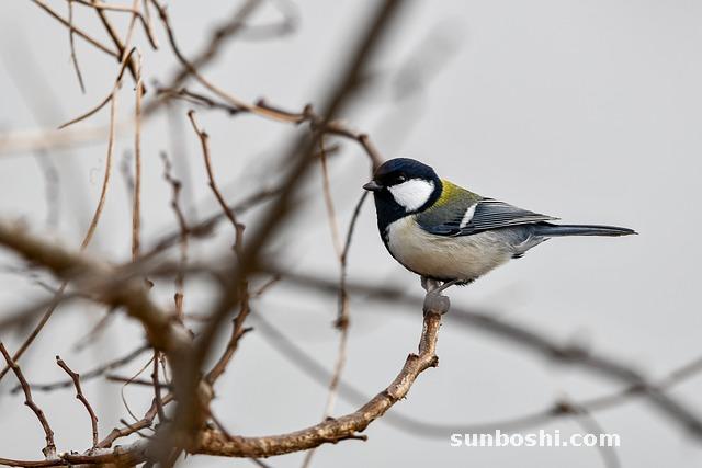 夢(mèng)見乳頭-夢(mèng)見吸乳頭-夢(mèng)見有乳頭