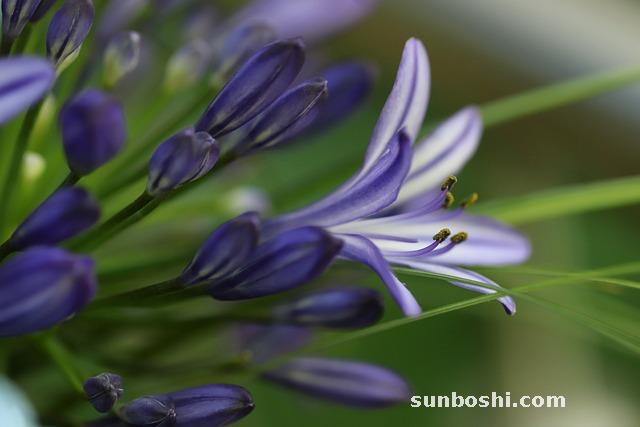 臘梅樹葉子功效與作用