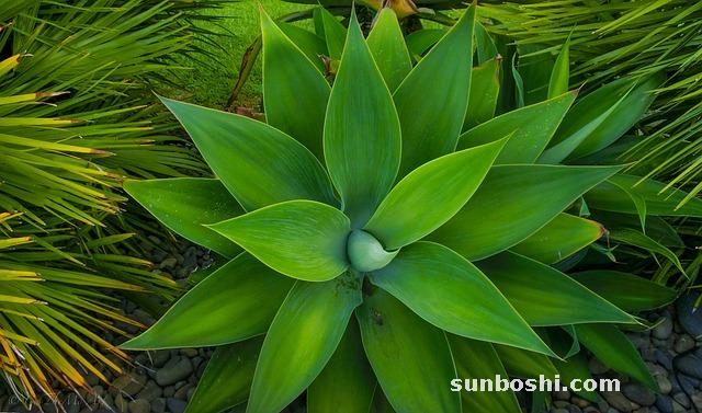 南星的功效與作用-膽南星-生南星-制南星-中藥膽南星