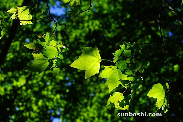 桑樹葉子的功效與作用-桑樹葉子的主要功效與作用