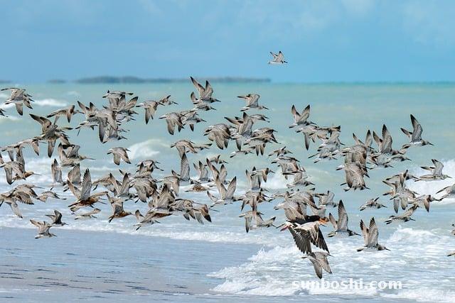 蠔的功效與作用-蠔油-蠔干-蠔豉-鮮蠔