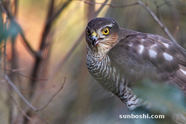 夢見伯伯-夢見自己伯伯死了-夢見伯伯死了