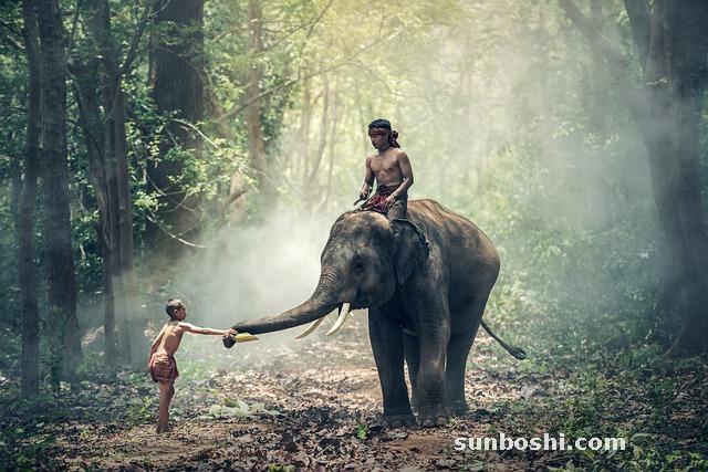 百術泡醋的功效與作用