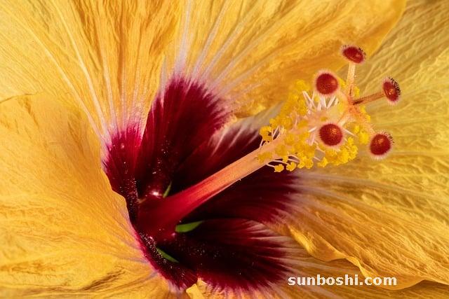 芙蓉的功效與作用-芙蓉花-芙蓉葉-芙蓉膏-芙蓉石