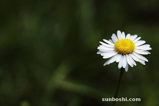 月季的功效與作用-月季花-月季花中藥-干月季花
