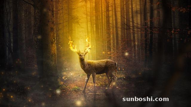 火草的功效與作用-痰火草的功效與作用-大火草的功效與作用