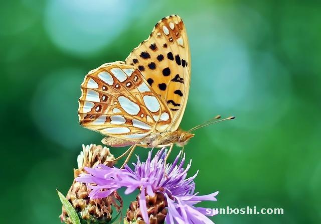 小薊功效與作用-小薊草-中藥小薊-大小薊-小薊花