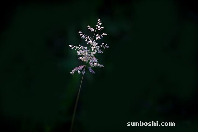 草籽的功效與作用-香草籽的功效與作用-鼠尾草籽的功效與作用