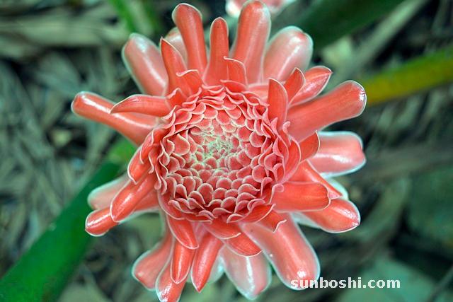 高良姜的功效與作用及禁忌-草藥高良姜的功效與作用-高良姜雞蛋湯功效與作用