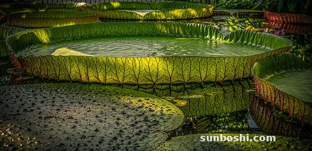 大料的功效與作用-花椒大料的功效與作用-八角大料的功效與作用