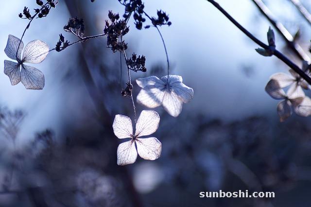 干細胞的功效與作用-干細胞美容功效與作用-干細胞面膜功效與作用