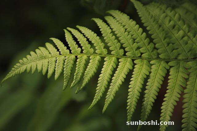 蕨菜的作用與功效-干蕨菜的功效與作用