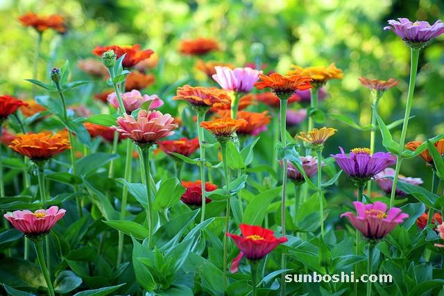 翻百草作用與功效