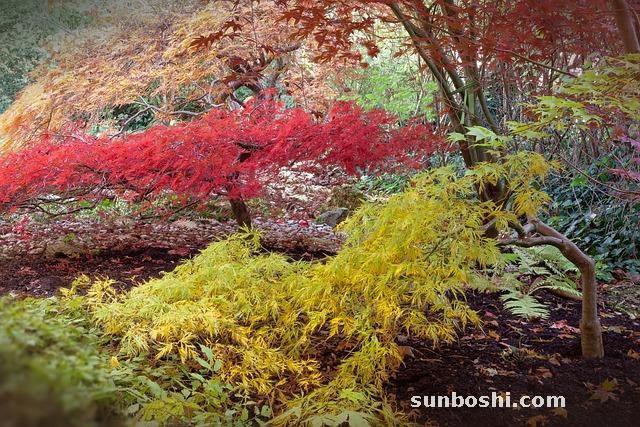 桑子的功效與作用-桑子酒的功效與作用-桑子泡酒的功效與作用