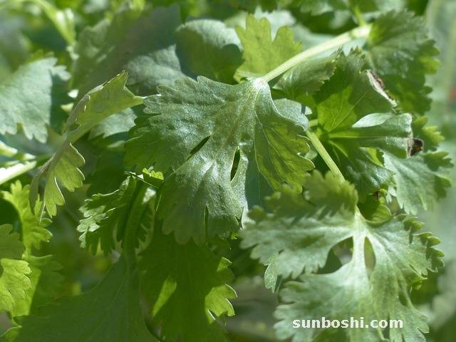 香菜的藥用功效與作用