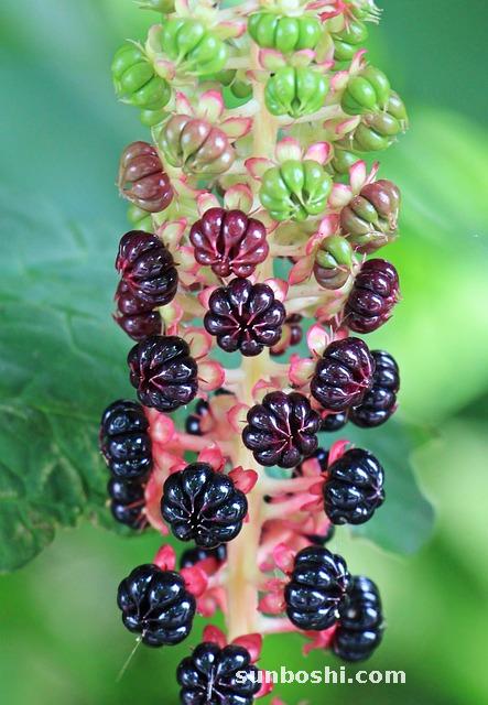 商陸的種子功效與作用