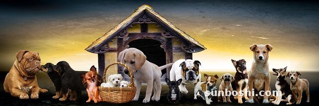 夢見狗窩-夢見睡狗窩-夢見狗窩屎