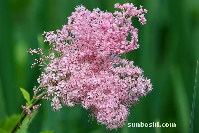 鳳尾草作用與功效-金絲鳳尾草功效與作用-小鳳尾草的功效與作用