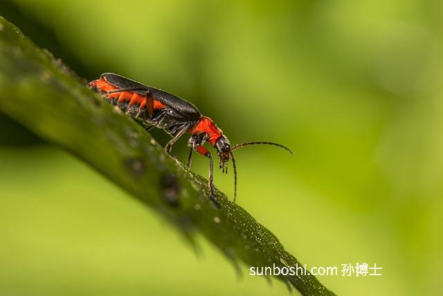 斑蝥的功效與作用-斑蝥膠囊的功效與作用-斑蝥酸鈉的功效與作用