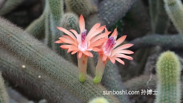 仙人果的功效與作用-干仙人果有什么功效與作用-海南仙人果的功效與作用