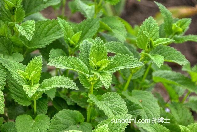 茶膏的功效與作用-普洱茶膏的功效與作用-綠茶膏的功效與作用
