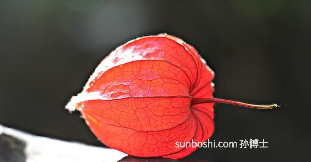 燈籠果的功效與作用-野燈籠果的功效與作用-燈籠果皮的功效與作用