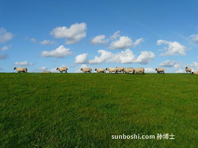 羊排的功效與作用-羊排骨的功效與作用