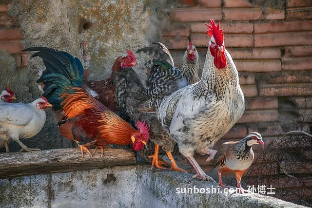 鷓鴣萊的功效與作用點