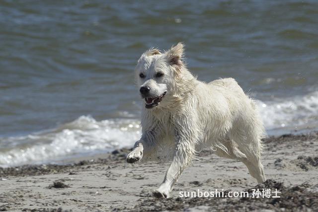 南姜的功效與作用-潮州南姜的功效與作用-南姜精油的功效與作用