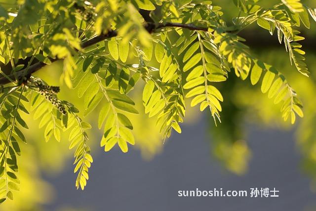 刺槐的功效與作用-刺槐蜜的作用與功效-刺槐蜂蜜的功效與作用