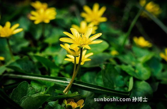 春菜的功效與作用-春菜油的功效與作用-春菜苗的功效與作用