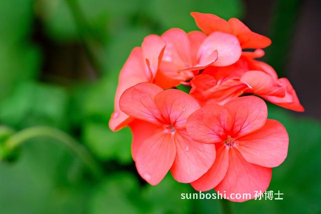 鍺的功效與作用-鍺石的功效與作用-鍺元素的功效與作用