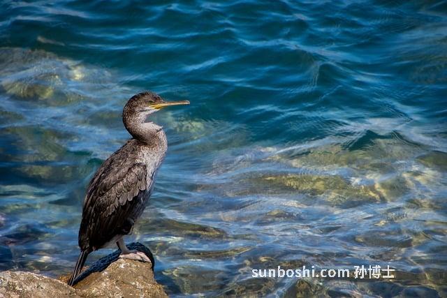 夢見抓了幾條大魚-夢見自己抓了幾條大魚