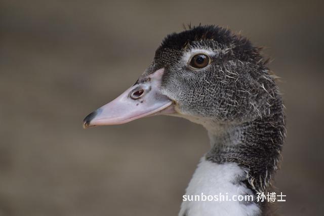 夢見兩只鴨子-孕婦夢見兩只鴨子