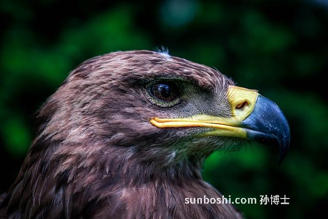 藍芪口服液功效與作用